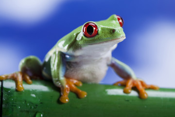 Fototapeta premium Frog