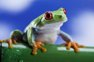 Frog