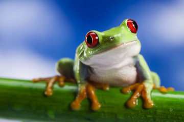 Fototapeta premium Frog