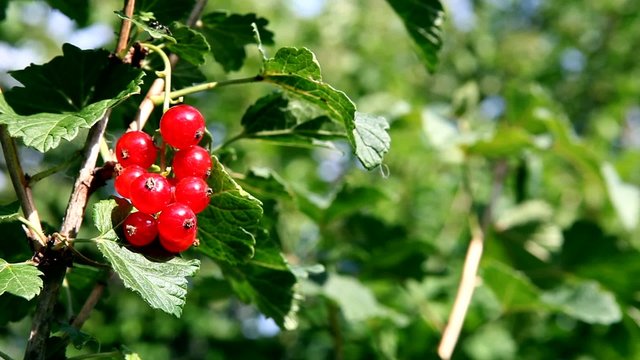Johannisbeerstrauch im Sommerwind