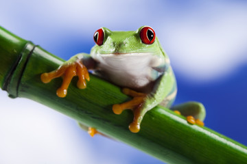 Frog, small animal red eyed