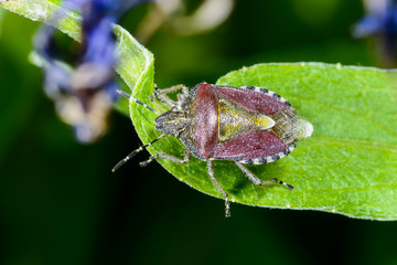 sloe bug, dolycoris baccarum