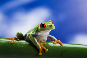 Frog