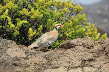 Chukarhuhn auf dem Gipfel des Haleakala auf Maui (Hawaii)