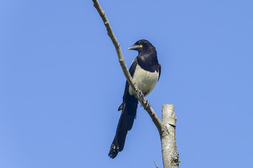 european magpie, pica pica