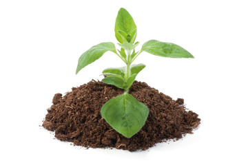 Oregano sprout growing