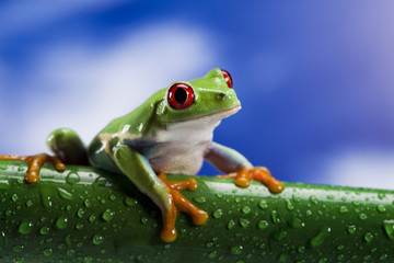 Tree frog	