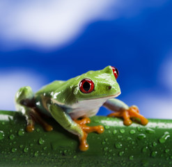 Red eyed green tree frog