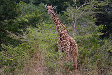 Giraffe in Afrika