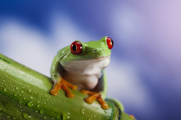 Red eyed green tree frog