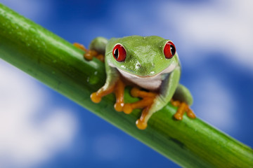 Red eye frog and blue sky