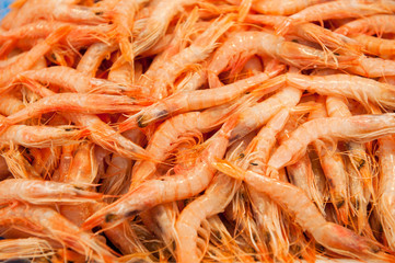 shrimps at fishmarket