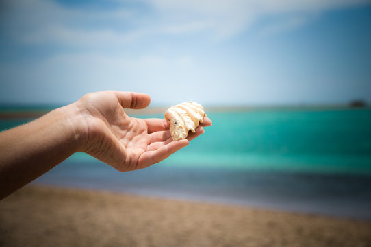 shell in the hand