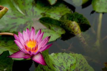 Lotus Flower