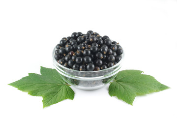 Black currant and two green leaf