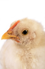 Baby chicken