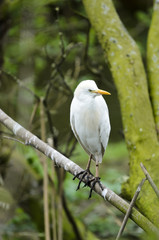 Cattle Egret