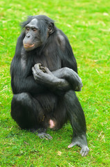 Bonobo