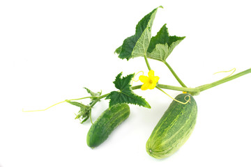 Cucumbers picked from a garden five minutes ago