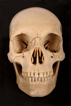 Skull Frontal