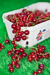 Frische Johannisbeeren