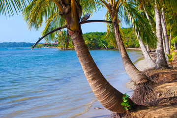 Tropical Scene