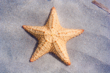 Fototapeta na wymiar Starfish in the sea