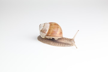 weinbergschnecke