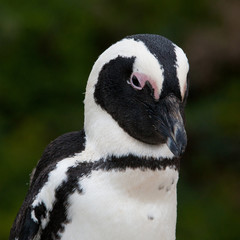 African penguin, Simon's Town, South Africa