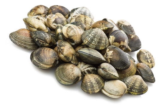 Clam 