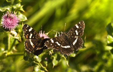 Summer Map butterflies or Araschnia levana on thistle flowers