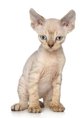 Devon-Rex kitten on white background