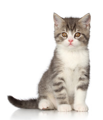 British kitten on a white background