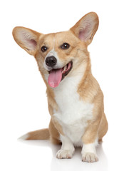 Corgi Pembroke on a white background