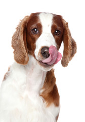 Springer Spaniel puppy licked