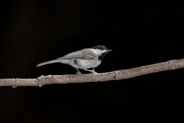 Carolina Chickadee