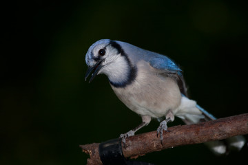 Blue Jay