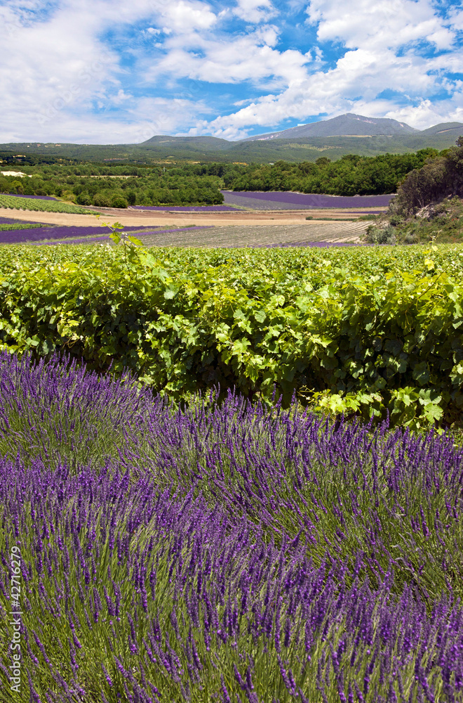 Wall mural Vignobles en Provence