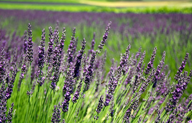 Lavandes en Provence