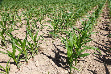 Corn field