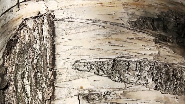 Birch bark