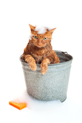 Bath time for a wet cat in a bucket with soap suds and sponge.