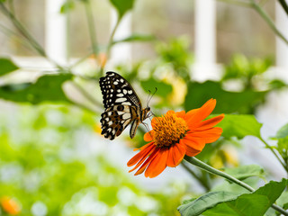 Lime butterfly on flower