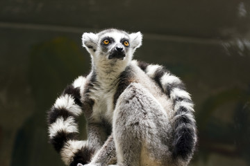 Fototapeta premium Ring-tailed lemur