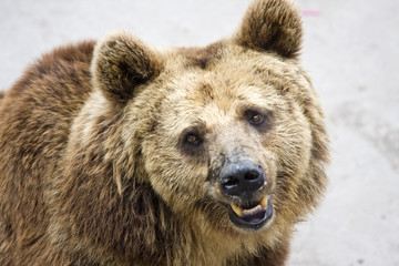 Portrait of a brown bear