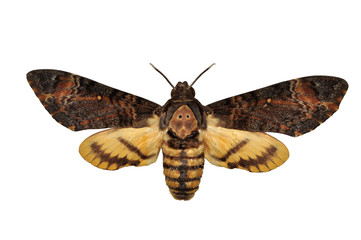 Death head Hawkmoth butterfly isolated