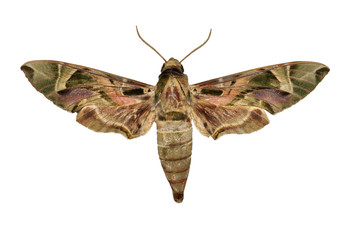 Oleander Hawk-moth (Daphnis nerii) Moth butterfly isolated