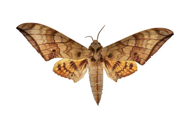 Hawkmoth butterfly isolated