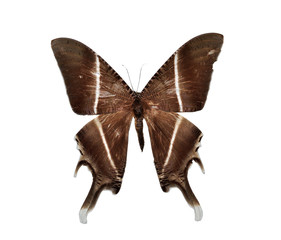 moth butterfly (Lyssa zampa) isolated