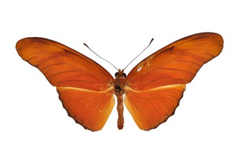 Fototapeta na wymiar Orange butterfly (Julia) isolated on white background
